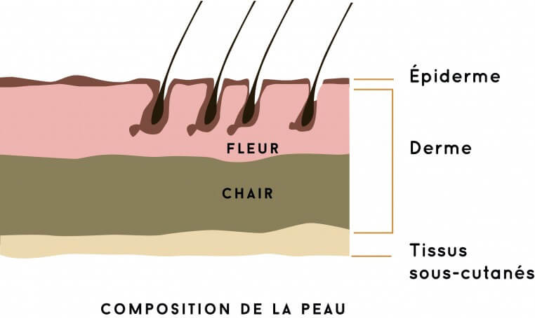 Composition de la peau.